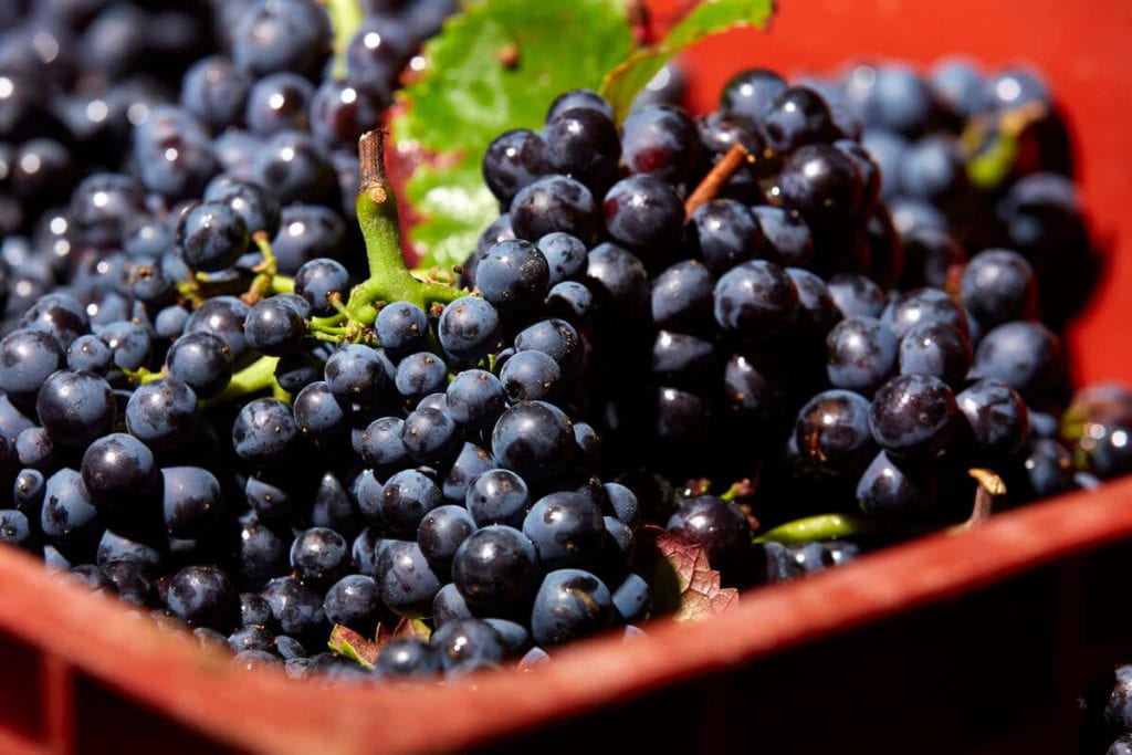 Pinot Noir, a rainha das uvas tintas