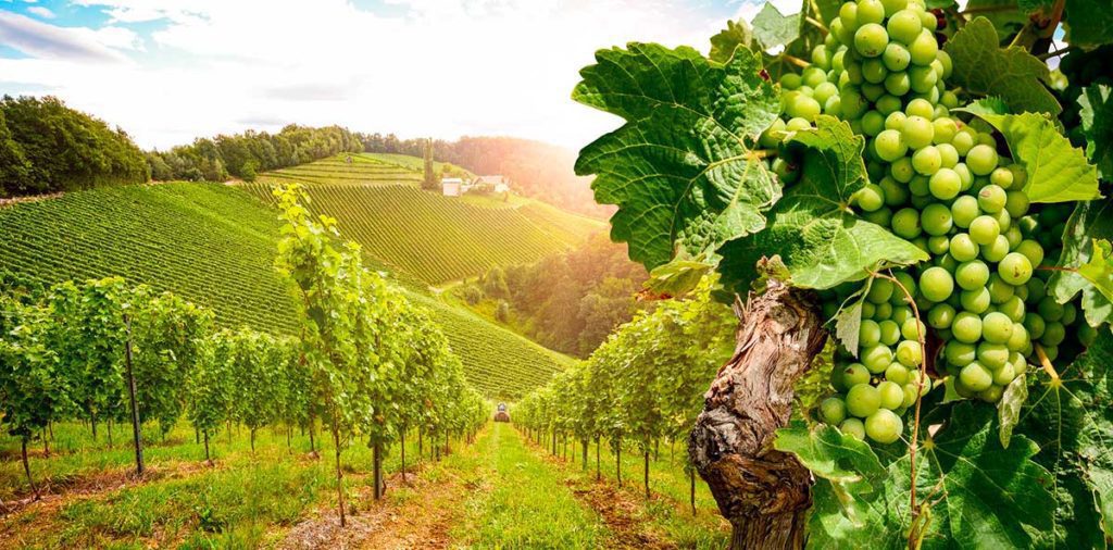a região de vinho verde